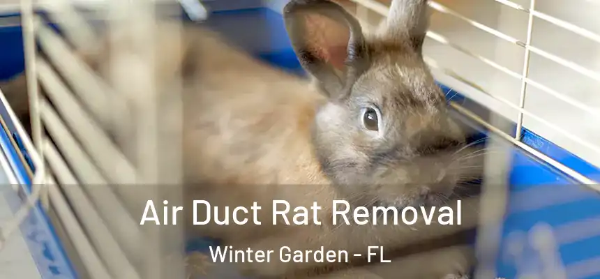  Air Duct Rat Removal Winter Garden - FL