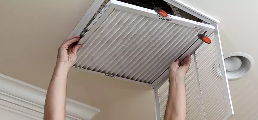 Our Insect Removal from Air Ducts Services in Winter Garden, FL